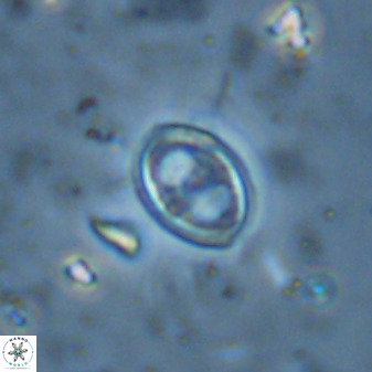 Amphizygus megalops 36126