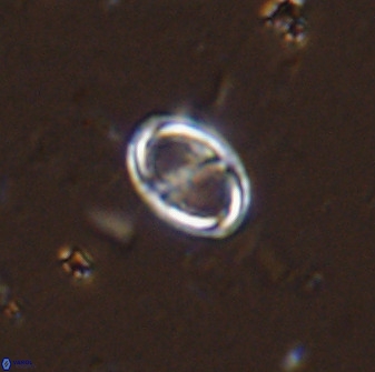 Amphizygus megalops 36127