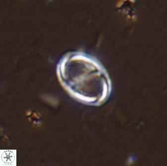 Amphizygus megalops 36127