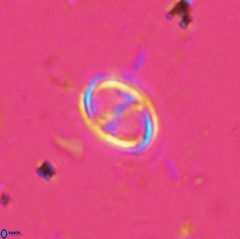 Amphizygus megalops 36128