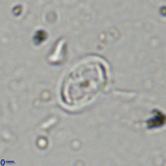 Amphizygus megalops 36121