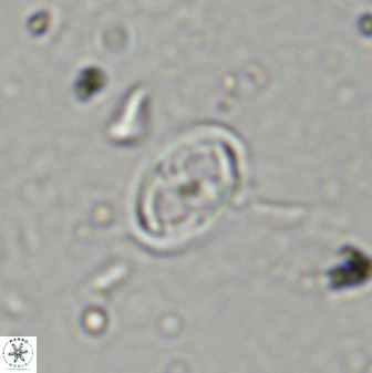 Amphizygus megalops 36121