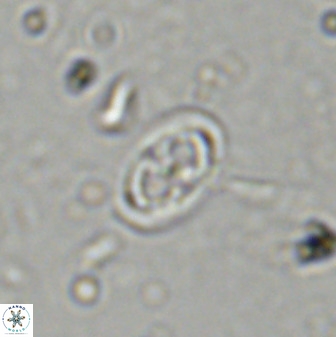 Amphizygus megalops 36122
