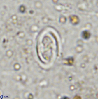 Amphizygus megalops 36504