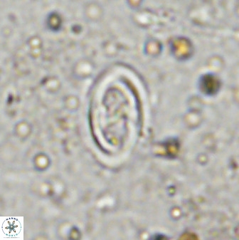Amphizygus megalops 36504