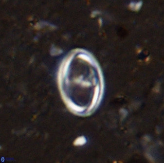 Amphizygus megalops 36505