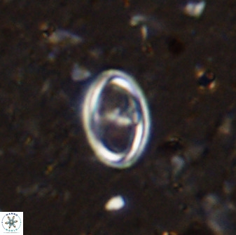 Amphizygus megalops 36505