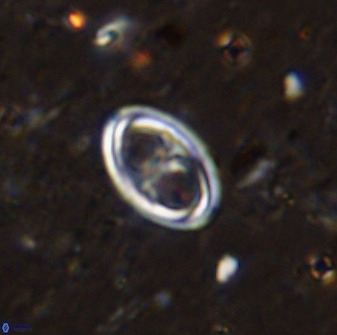 Amphizygus megalops 36508