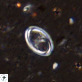 Amphizygus megalops 36508