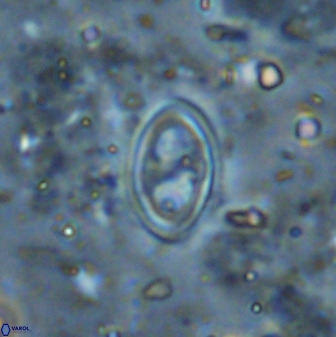 Amphizygus megalops 36501