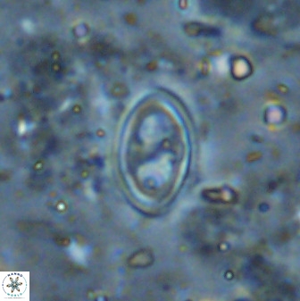 Amphizygus megalops 36501