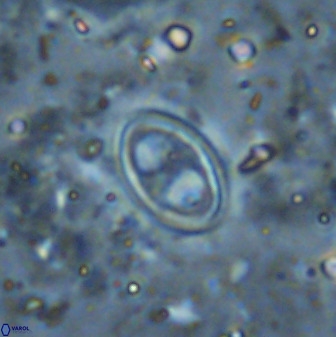 Amphizygus megalops 36502