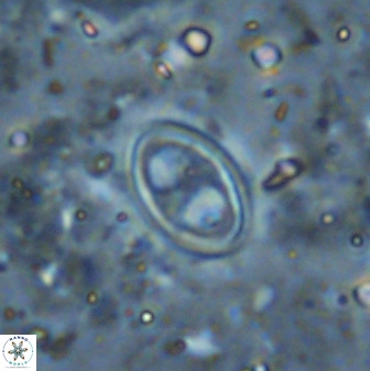 Amphizygus megalops 36502
