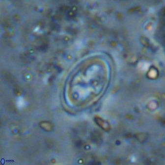 Amphizygus megalops 36503