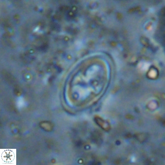 Amphizygus megalops 36503