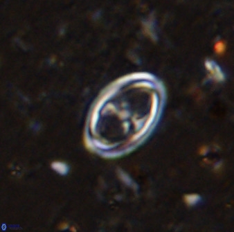 Amphizygus megalops 36510