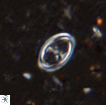 Amphizygus megalops 36510