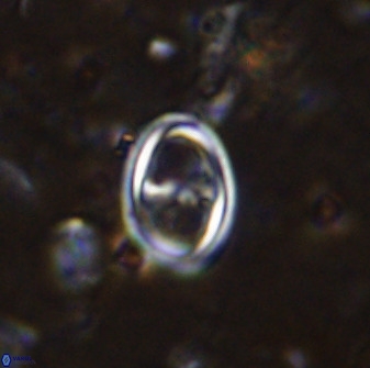 Amphizygus megalops 36706