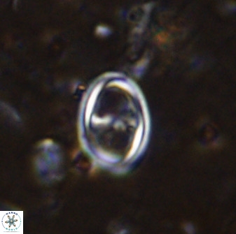 Amphizygus megalops 36706