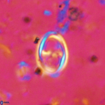 Amphizygus megalops 36707