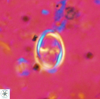 Amphizygus megalops 36707