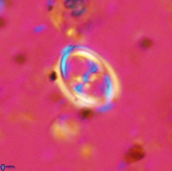 Amphizygus megalops 36708