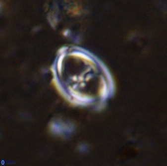 Amphizygus megalops 36709