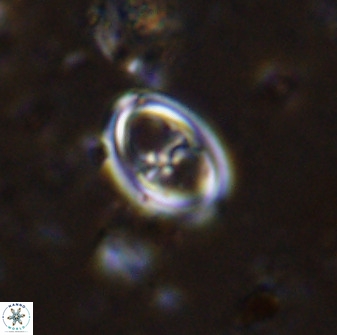 Amphizygus megalops 36709