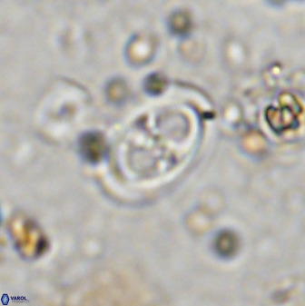 Amphizygus megalops 36714