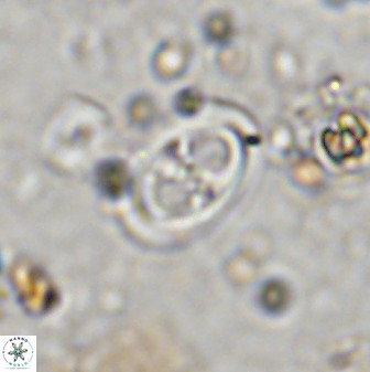 Amphizygus megalops 36714