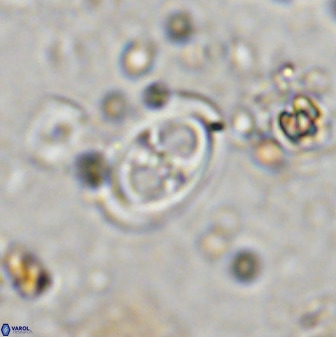 Amphizygus megalops 36715