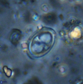 Amphizygus megalops 36716