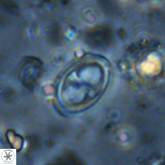 Amphizygus megalops 36716