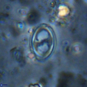 Amphizygus megalops 36717