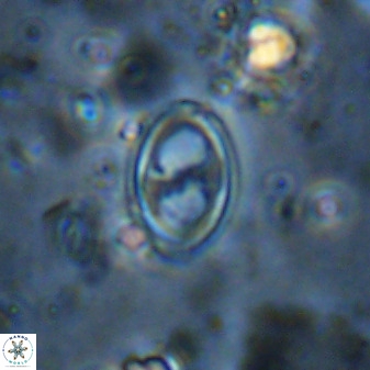 Amphizygus megalops 36717