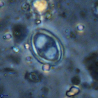 Amphizygus megalops 36718