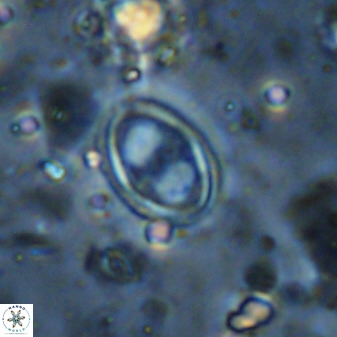 Amphizygus megalops 36718