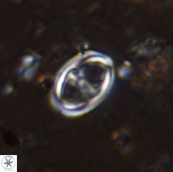 Amphizygus megalops 36710