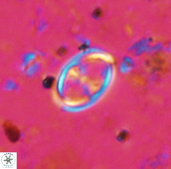 Amphizygus megalops 36712