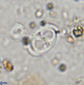 Amphizygus megalops 36713