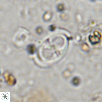 Amphizygus megalops 36713