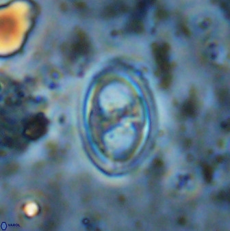 Amphizygus megalops 38864