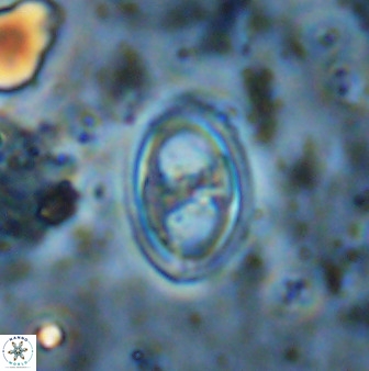 Amphizygus megalops 38864