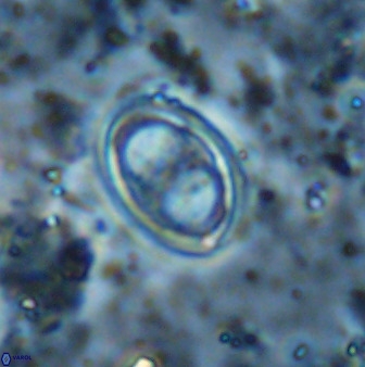 Amphizygus megalops 38865