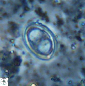 Amphizygus megalops 38865