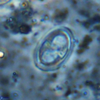 Amphizygus megalops 38866