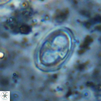 Amphizygus megalops 38866