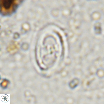 Amphizygus megalops 38868