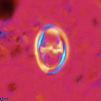 Amphizygus megalops 38869