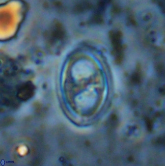 Amphizygus megalops 38863